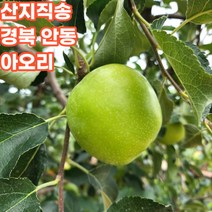 산지직송 경북 아오리 청사과 초록사과 아오리사과 2kg 5kg 10kg, 아오리_간식_10kg
