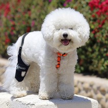 애견 보조기 닥터바우 강아지 보호대 슬개골 관절 탈구 인대 연골 탈골 골절, 한쪽형(좌), L