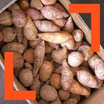 파머스넷 한입 햇 고구마, 한입고구마 3kg, 1개