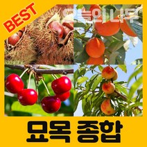 [오늘의 나무] 합리적 가격의 우수한 유실수 약용수 묘목 판매합니다., 대보밤나무 접목묘 상묘