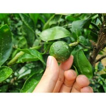 (8/16일부터배송)제주 탐라 청귤 로얄 혼합 4kg 9kg, 4.5KG혼합(35-75과 내외), 1개