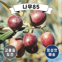 (나무85) 올리브 5치포트 6종 시리즈, 1.씨프레시노, 1개