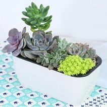 저면관수트레이 심지화분 반려식물키우기용품
