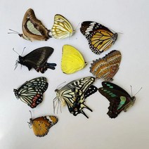 오리지널 나비 진짜 표본 날개 펴지 않은 곤충 나비목 과학 교육 수제 DIY 홈장식 홈데코 동상, 22Random 10PCS