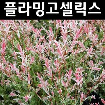 무늬버들(플라밍고셀릭스) 묘목 H1.2m 스탠다드형 포트1개/정원수 조경수, 1개