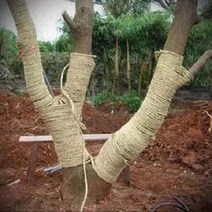 짚 커튼 보습 방한 원통형 단열재 심기 야자매트 짚 로프, 1.4 cm 약 250 미터