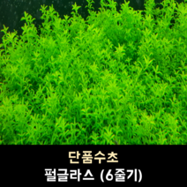 펄글라스 (6줄기)