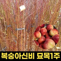 복숭아묘목 1주 천도 백도 복숭아 과실주 분묘, 1개