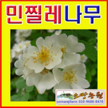 (D소망)민찔레나무묘목(4치포트) 7그루, 1개