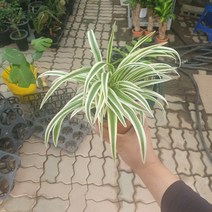 꽃백화점 마이다스 나비란 소품 10~25cm 35