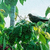 방조망 고추망 참새망 각종 조류방지망 1년농사 농작물 보호1.5cm쫌쫌한 그물망 2x5M