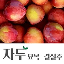 [경민농원]자두나무결실주(대왕 추희 대석 바이오체리), 대왕자두, 1개