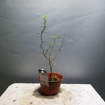 꽃백화점 소포라 소품 야생화 높이 25~40cm 싸이즈보다 작을수있음, 1개