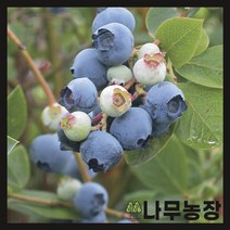 (나무농장) 블루베리나무 6치포트 ( M7 )