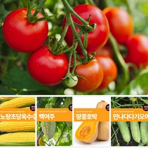 열매 채소 씨앗 모음 마이플랜트 강낭콩 와송 오이 호박 여주 고추 종자 베란다텃밭, 옥수수백옥대찰1호