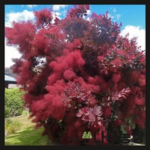 (나무농장) 자엽안개나무(로얄퍼플) R3 개화주 분, 1개