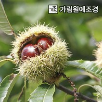 밤나무 유실수 가림원예조경, 대보 R4cm결실주 분묘, 1개