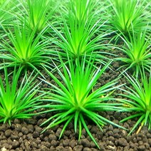 헬로아쿠아 모음)초보수초 200종모음전 쉬운수초 어항장식 열대어 어항꾸미기 수족관꾸미기, 11번) 소곡정 1뿌리