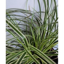 백록담 상록사초 9치포트묘, 4치포트