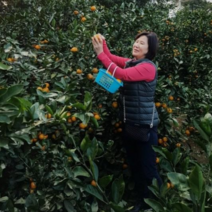 한라봉10kg 한라봉 제주 산지직송 가정용, 오픈특가 한라봉 10KG/대과(32과내외)