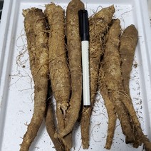강원도 자연산 산더덕 깐더덕 500g 1000g 상 특, 깐더덕 특 300g