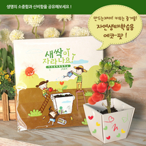 자연생태학습 텃밭세트 아파트 베란다 텃밭 가꾸기 실내 집에서 토마토 키우기 화분 화단 꾸미기 홈가드닝 옥상 반려식물 유기농재배 키트 심기 유치원 초등학교 어린이집 대량 구매 주문, 해바라기