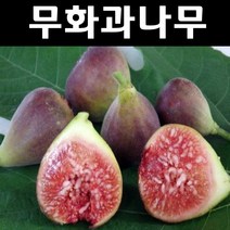 무화과/승정도후인 나무 묘목 삽목2년 뿌리묘 3개/유실수/과수