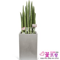 꽃뜨랑 개업화분 전국당일꽃배달 스투키 행운목 금전수 황금죽, 1개, a21 스투키