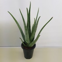 [해피그린 화원] 식용이나 약용으로 쓰이는 알로애 알로에 095 농원