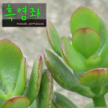 흑염좌 (흑염자 Crassula portulacea) 지름 9cm 소품 다육화분, 3개