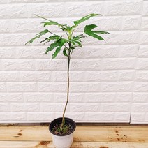 [하늘꽃농원] 요즘 핫한 인테리어 식물 황칠나무