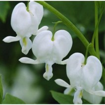 흰꽃 금낭화 / 17cm포트 꽃과정원이야기