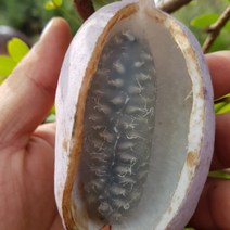 착한가격나무생각 슈퍼으름*(결실주)