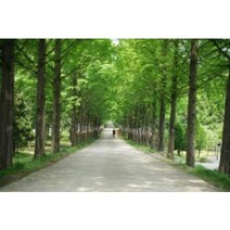 메타세콰이어묘목 30주