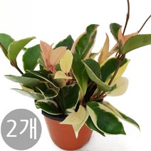 도도팜 1+1 아이비 식물 스킨답서스 행운목 개운죽 풍란 행운목 테이블야자 호야 산호수 율마 천냥금 오렌지자스민 수퍼바 산세베리아 금전수 스파트필럼 스투키 문샤인 남천 고무나무, 02. 1+1 호야 1개