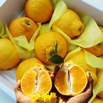 출시 제주 고당도 한라봉 2kg 3kg 5kg 산지직송, 선물용, 중대과(8~14과)