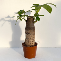 단연화 파키라 키우기 소품 실내 인테리어 공기정화식물 관엽식물