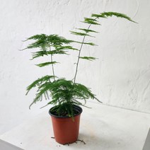아스파라거스 나누스 실내공기정화식물 반음지, 나누스 식물만받기(플라스틱 모종화분), 1개