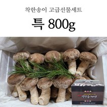 경북 영양 무농약 명품 착한 송이버섯 송이향 표고맛 버섯 가정용 선물용 500g 800g, 1box, 특 고급선물세트 800g