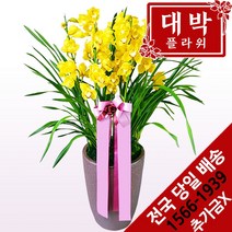 대박플라워 골드심비디움 서양란 개업화분 승진선물 취임 이전 영전 부모님선물 전시회 개업식 전국꽃배달서비스