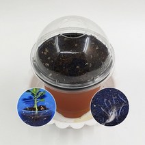 강낭콩 뿌리관찰 5인용, 단품