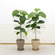 [화수분] 휘카스 움베르타 중소형 공기정화식물 카페식물 집들이 신혼집화분, 2.이태리토분 볼케노(모카색)+토분받침세트, 1개