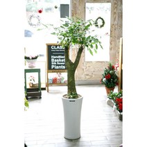 이레카야자 아레카야자 야레카야자 당일 배송 배달 개업 화분 실내 공기 정화식물 미세먼지 동양란 서양란 승진축하 인사이동 뱅갈 고무나무 스투키 금전수 꽃집 전국 꽃배달 집들이 선물, 행복나무흰분(약150센치)