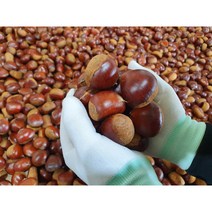 공주밤 햇밤 정안 알밤 옥광 약밤 생밤 칼집 생율 대보 단밤, 정안알밤(특대)-1kg