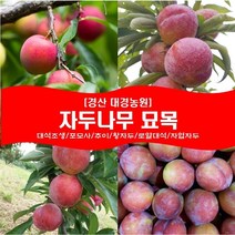 자두나무 묘목2년생(접목1년) 경산대경농원 포모사/추희(추이)/왕자두/대석조생/로얄대석/자엽자두 [각종 묘목/조경수/약용식물 다량보유], 추희, 특묘