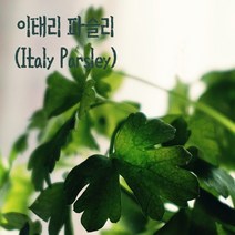 [Farm Nature] 이태리 파슬리 생잎50g, 1팩, 50g
