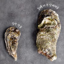 산지직송 통영 제철 삼배체굴 2kg, 없음