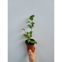 동백꽃 서향동백나무 소품 15~30cm 139