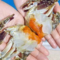 [신진도직송] 살이꽉찬 활 꽃게 당일새벽조업, 활 꽃게 2kg (6~10미), 1개