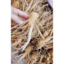 오쿠 홍삼용 5년근 인삼 난발삼 파삼 350g 8-12뿌리, 선택1. 콩난발 파삼 300g 7-9뿌리